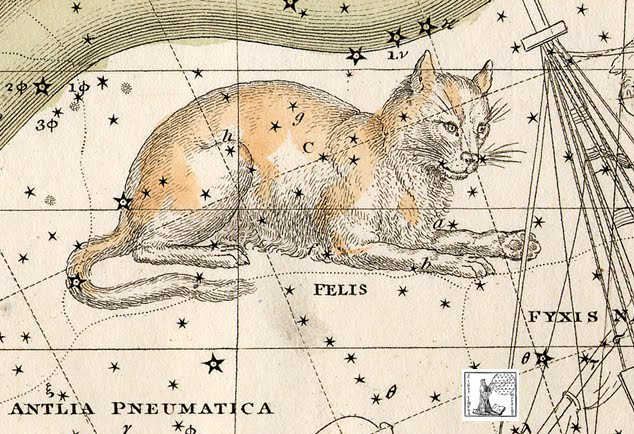 felis the cat constellation